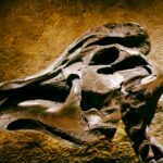 La Fossille de dinosaure, un véritable business